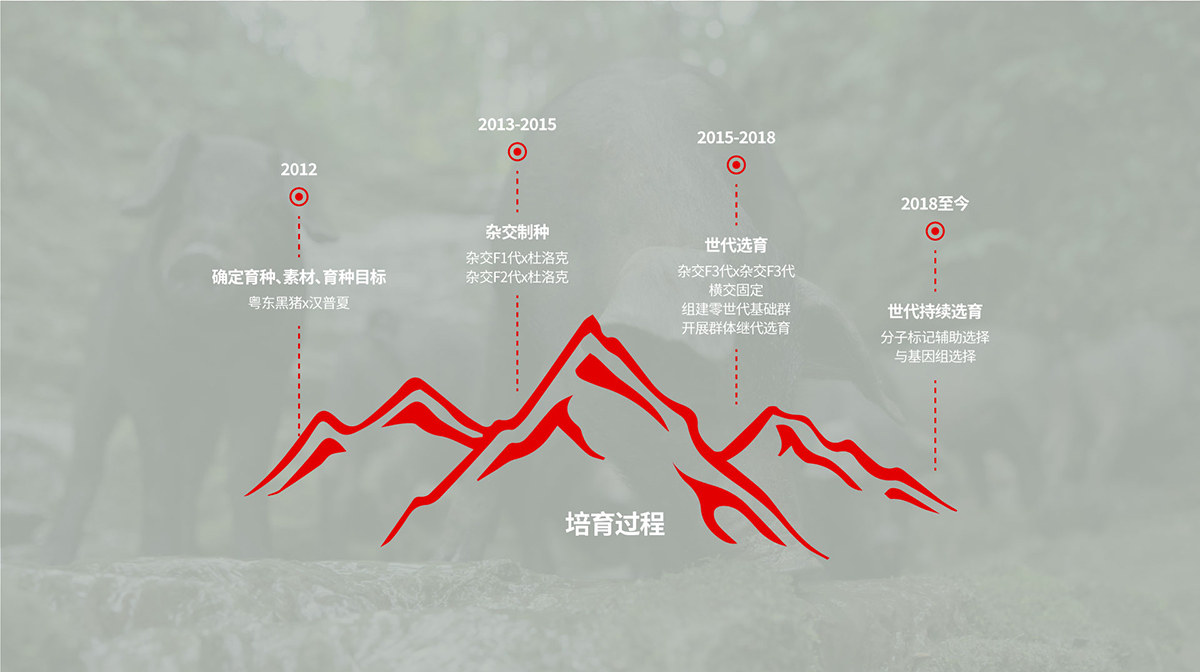 楚鄉(xiāng)黑豬