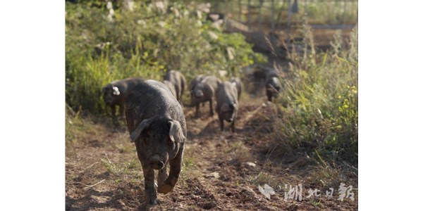 湖北日報|零號土豬串起產(chǎn)業(yè)鏈，恩施土豬從山林走向全國