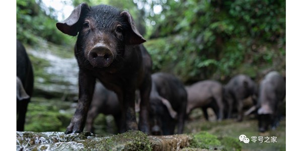 恩施土家大山里的珍寶——硒都黑土豬